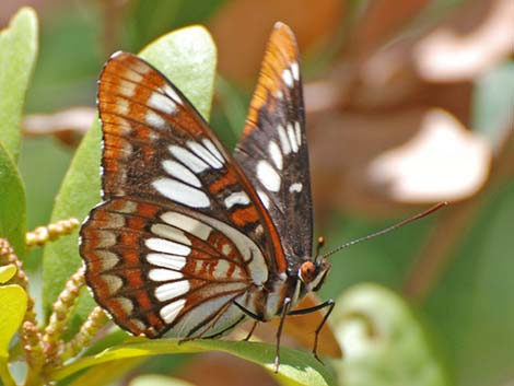 Lorquin's Admirals (Limenitis lorquini)