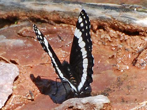 Weidemeyer's Admiral (Limenitis weidemeyerii)