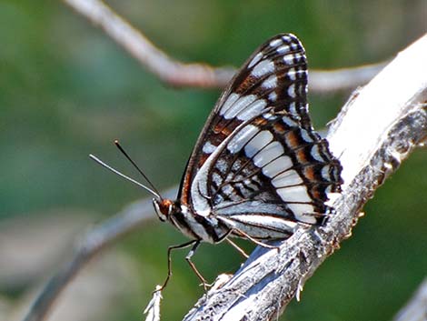 Weidemeyer's Admiral (Limenitis weidemeyerii)