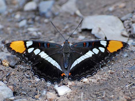 Arizona Sister (Adelpha eulalia)