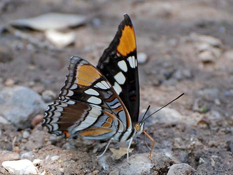 Arizona Sister (Adelpha eulalia)