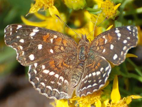 Texan Crescent (Anthanassa texana)