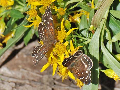 Texan Crescent (Anthanassa texana)