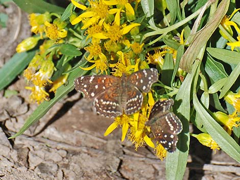 Texan Crescent (Anthanassa texana)