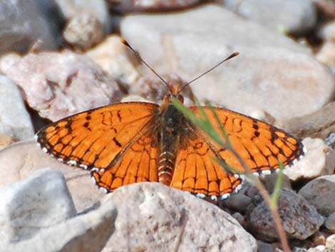 Sagebrush Checkerspot (Chlosyne acastus neumoegeni)