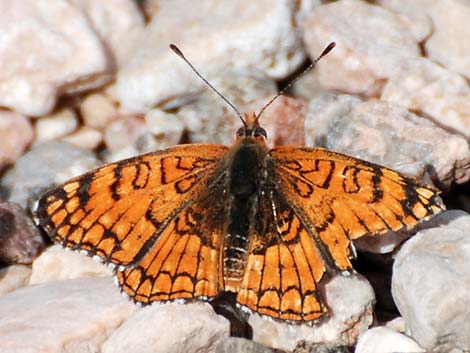 Sagebrush Checkerspot (Chlosyne acastus neumoegeni)