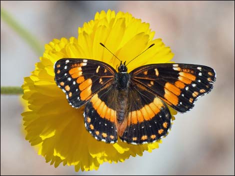 California Patch (Chlosyne californica)