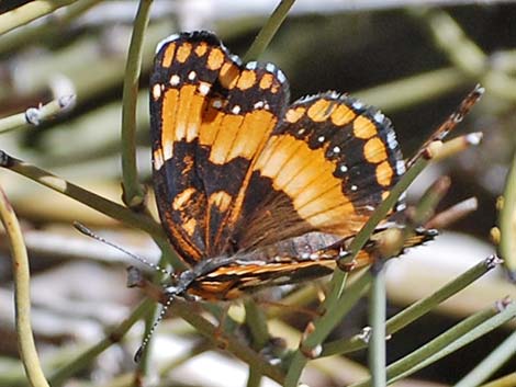 California Patch (Chlosyne californica)