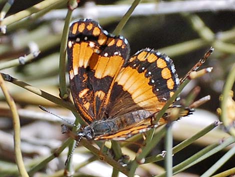 California Patch (Chlosyne californica)