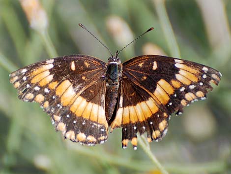 California Patch (Chlosyne californica)