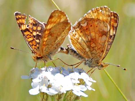 Northern Checkerspot (Chlosyne palla)