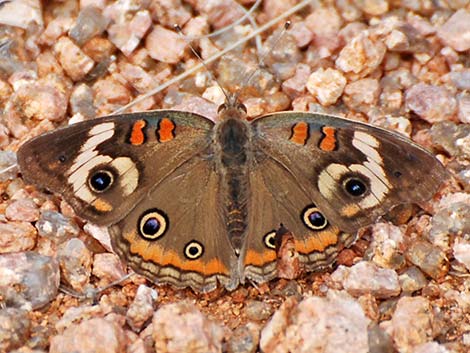 Common Buckeye (Junonia coenia)