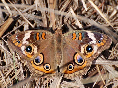 Common Buckeye (Junonia coenia)