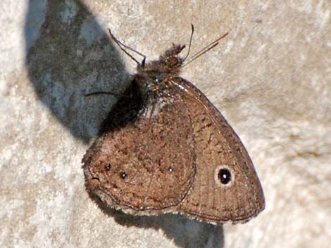 Common Buckeye (Junonia coenia)