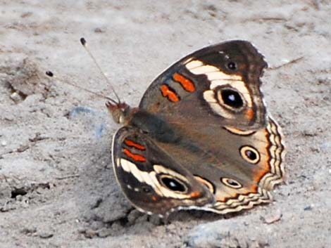 Common Buckeye (Junonia coenia)