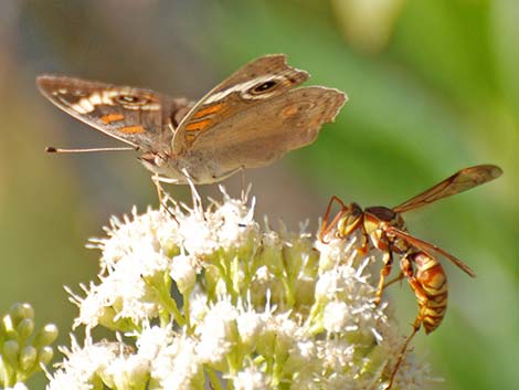 Common Buckeye (Junonia coenia)