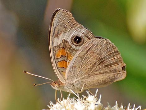 Common Buckeye (Junonia coenia)