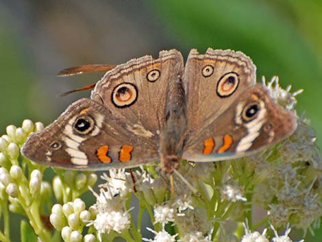 Common Buckeye (Junonia coenia)