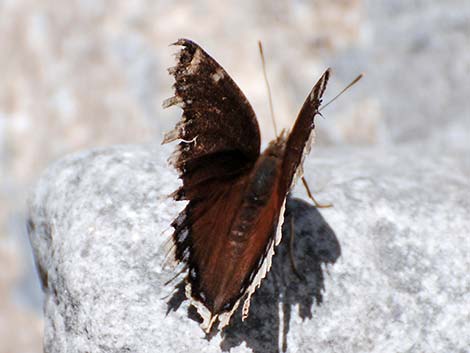 Mourning Cloak (Nymphalis antiopa)