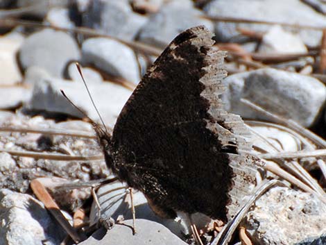 Mourning Cloak (Nymphalis antiopa)