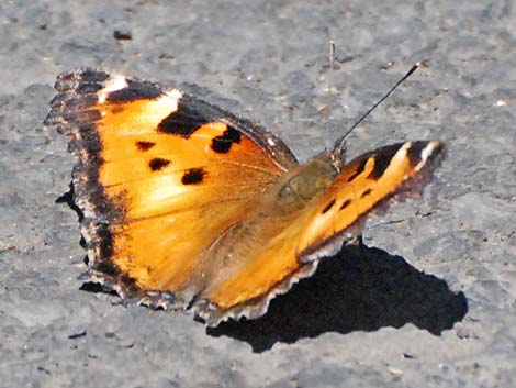 California Tortoiseshell (Nymphalis californica)