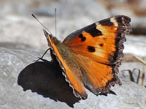 California Tortoiseshell (Nymphalis californica)