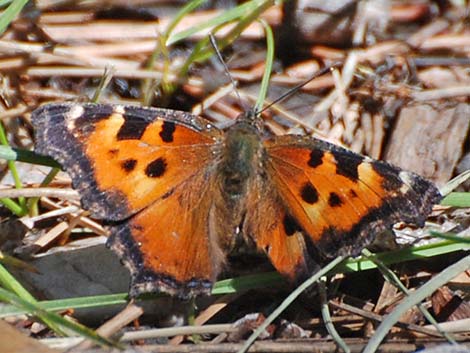 California Tortoiseshell (Nymphalis californica)