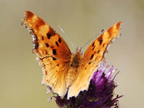 Comma (Polygonia spp.)