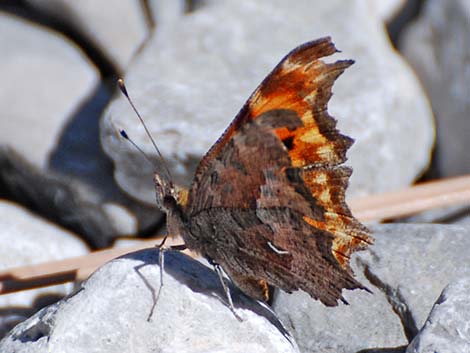 Comma (Polygonia spp.)