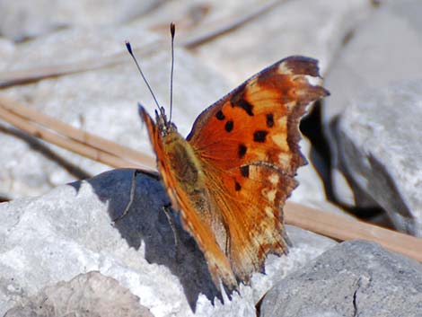 Comma (Polygonia sp.)