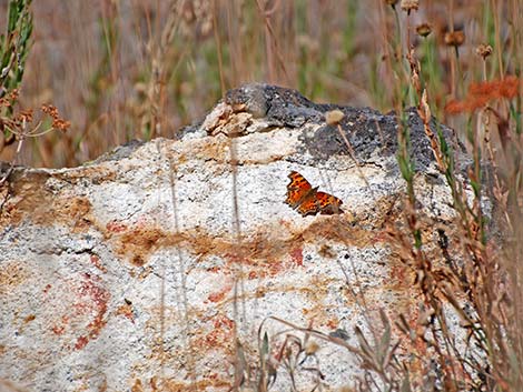 Zephyr Anglewing (Polygonia zephyrus)