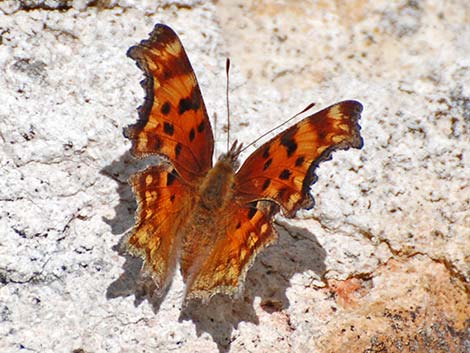 Zephyr Anglewing (Polygonia zephyrus)