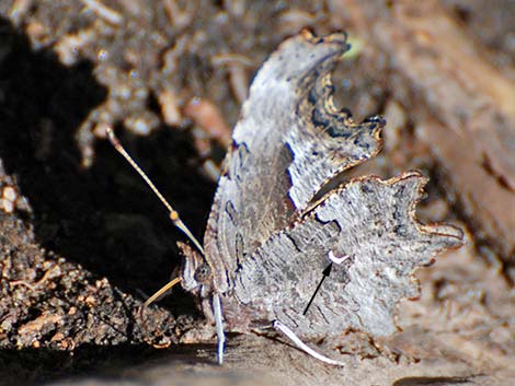 Zephyr Anglewing (Polygonia zephyrus)