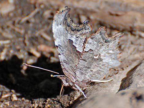 Zephyr Anglewing (Polygonia zephyrus)