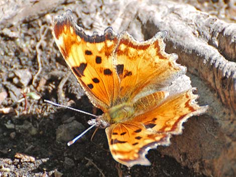 Zephyr Anglewing (Polygonia zephyrus)