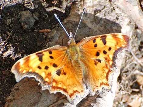 Zephyr Anglewing (Polygonia zephyrus)