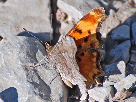 Zephyr Anglewing (Polygonia zephyrus)