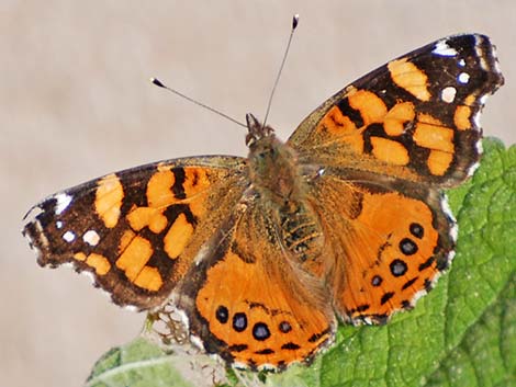 West Coast Lady (Vanessa annabella)