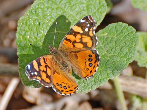 West Coast Lady (Vanessa annabella)