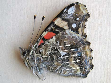 West Coast Lady (Vanessa annabella)