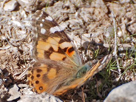 Painted Lady (Vanessa cardui)