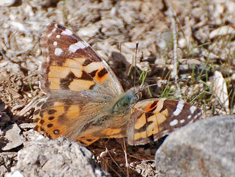 Painted Lady (Vanessa cardui)