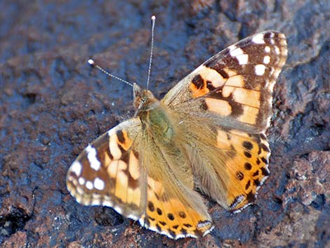 Painted Lady (Vanessa cardui)