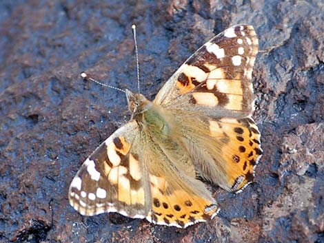 Painted Lady (Vanessa cardui)