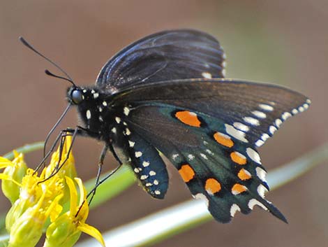 Pipevine Swallowtail (Battus philenor)