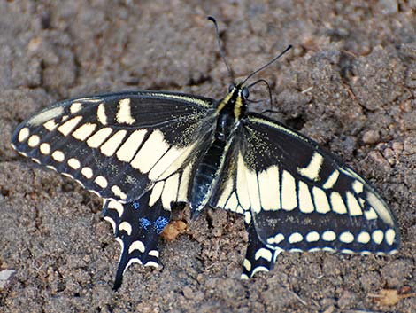 Old World Swallowtail (Papilio machaon)