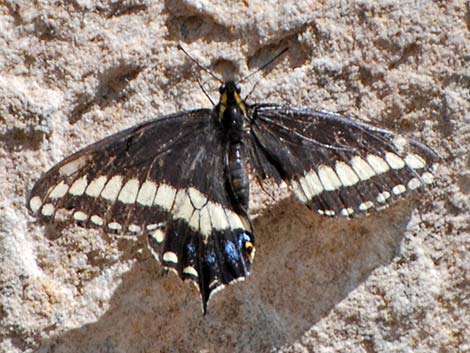 Black Swallowtail (Papilio polyxenes)