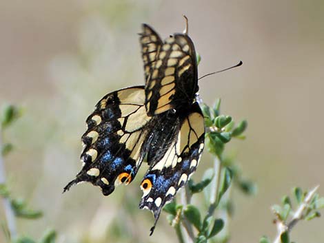 Black Swallowtail (Papilio polyxenes)