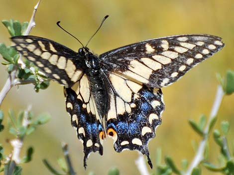 Black Swallowtail (Papilio polyxenes)