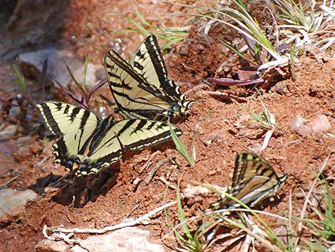 Western Tiger Swallowtail (Papilio rutulus)